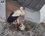 Capi_Dubne_20250609_073003.jpg
