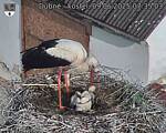 Capi_Dubne_20250609_073503.jpg