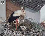 Capi_Dubne_20250609_074003.jpg