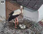 Capi_Dubne_20250609_074503.jpg
