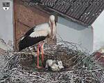 Capi_Dubne_20250609_075003.jpg