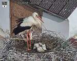 Capi_Dubne_20250609_075503.jpg