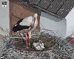 Capi_Dubne_20250609_080003.jpg