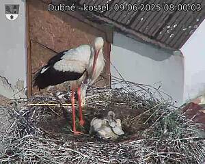 Capi_Dubne_20250609_080003.jpg (1350 x 1080)