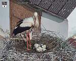 Capi_Dubne_20250609_080503.jpg