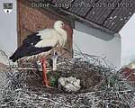 Capi_Dubne_20250609_081503.jpg