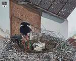 Capi_Dubne_20250609_082003.jpg