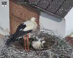 Capi_Dubne_20250609_082503.jpg