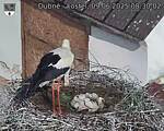 Capi_Dubne_20250609_083002.jpg