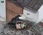 Capi_Dubne_20250609_083503.jpg