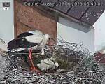 Capi_Dubne_20250609_084002.jpg