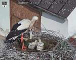 Capi_Dubne_20250609_084503.jpg