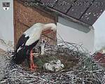 Capi_Dubne_20250609_085003.jpg