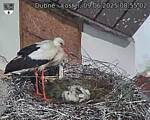 Capi_Dubne_20250609_085502.jpg