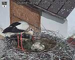 Capi_Dubne_20250609_090003.jpg