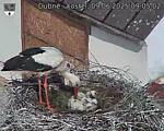 Capi_Dubne_20250609_090502.jpg