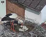 Capi_Dubne_20250609_091003.jpg