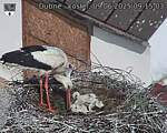 Capi_Dubne_20250609_091503.jpg