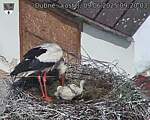 Capi_Dubne_20250609_092003.jpg