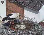 Capi_Dubne_20250609_092503.jpg