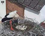 Capi_Dubne_20250609_093002.jpg