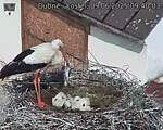 Capi_Dubne_20250609_094003.jpg