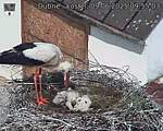 Capi_Dubne_20250609_095503.jpg