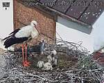 Capi_Dubne_20250609_100003.jpg