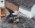 Capi_Dubne_20250609_100503.jpg