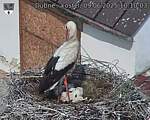 Capi_Dubne_20250609_101003.jpg