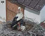 Capi_Dubne_20250609_101503.jpg