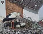 Capi_Dubne_20250609_102003.jpg