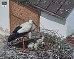 Capi_Dubne_20250609_103003.jpg