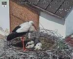 Capi_Dubne_20250609_103503.jpg