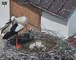 Capi_Dubne_20250609_104503.jpg