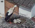 Capi_Dubne_20250609_105003.jpg