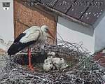 Capi_Dubne_20250609_105503.jpg