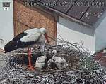 Capi_Dubne_20250609_110003.jpg