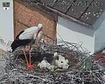 Capi_Dubne_20250609_111503.jpg