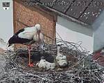 Capi_Dubne_20250609_112003.jpg