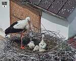Capi_Dubne_20250609_112503.jpg