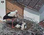 Capi_Dubne_20250609_113003.jpg