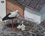 Capi_Dubne_20250609_113503.jpg