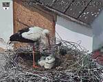 Capi_Dubne_20250609_114003.jpg
