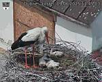 Capi_Dubne_20250609_114503.jpg