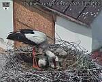 Capi_Dubne_20250609_115002.jpg
