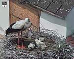 Capi_Dubne_20250609_115503.jpg