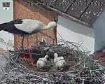 Capi_Dubne_20250609_120002.jpg