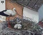 Capi_Dubne_20250609_121003.jpg