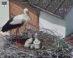 Capi_Dubne_20250609_121502.jpg